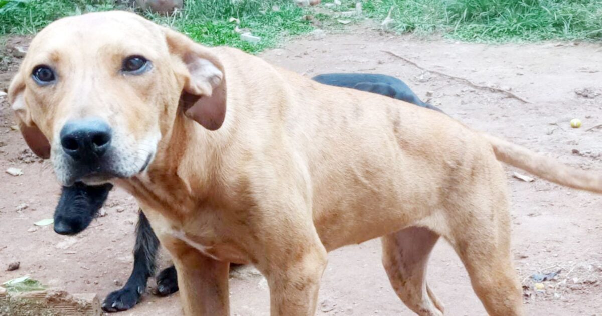 12ª edição da feira de adoção de cães do protetor Zezinho ZPA será no sábado (18)