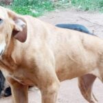 12ª edição da feira de adoção de cães do protetor Zezinho ZPA será no sábado (18)