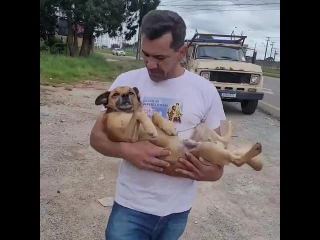 Veja o emocionante reencontro do cachorro Fred com sua família