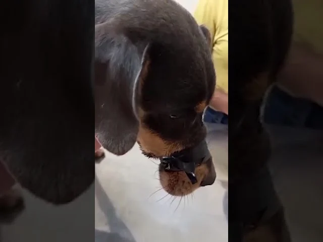 Crueldade: Cão é resgatado com boca presa por fita isolante na Colônia Cristina Mais um caso de agr