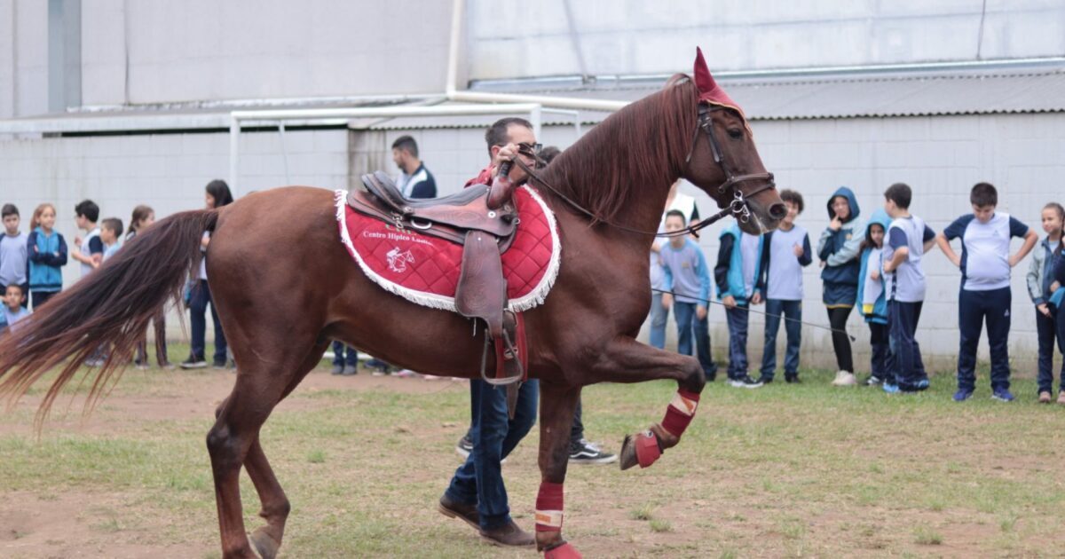 Apresentação de mini horses do Centro Hípico Lusitano será uma das atrações da Festa Pop no domingo (23)