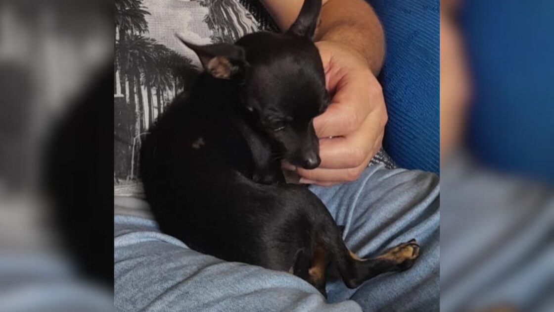 Cachorrinha Lili foge na região do Fazenda Velha e família pede ajuda para encontrala