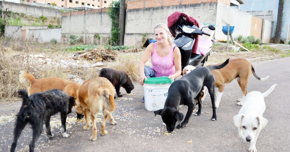 Cães de rua esperam por cuidadora em loteamento no Costeira todos os dias