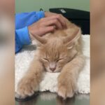 Família de gatinho Eduardo faz rifa para arrecadar dinheiro para seu tratamento