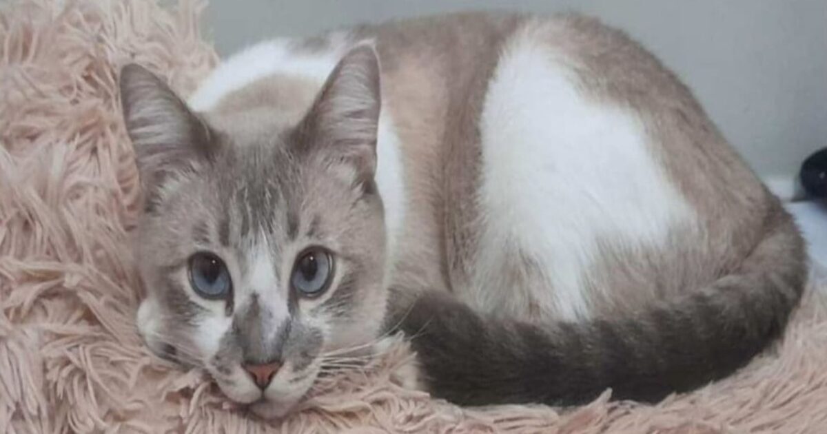 Gatinho Rodolfo desaparece de sua casa no Porto das Laranjeiras e família pede ajuda para encontralo