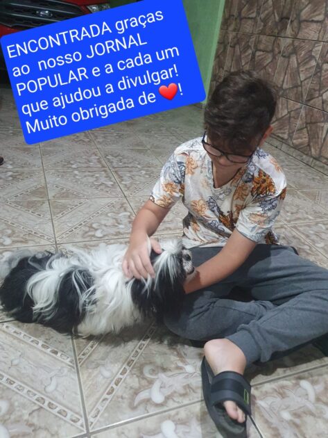 Cachorrinha Shih-tzu fugiu no bairro Costeira e família está a sua procura