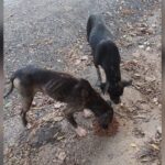 cachorrinhos abandonados procuram lar
