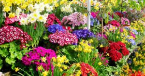 Araucária recebe a Expoflor Holambra com muitas opções para o Dia das Mães