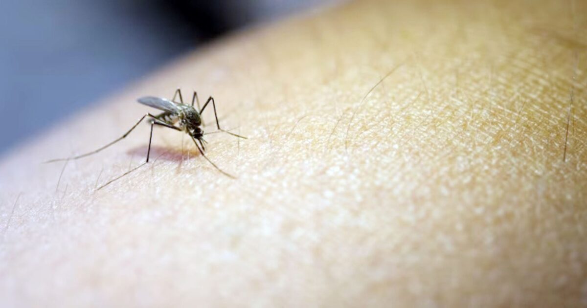 Araucária registrou seu primeiro caso de dengue autóctone