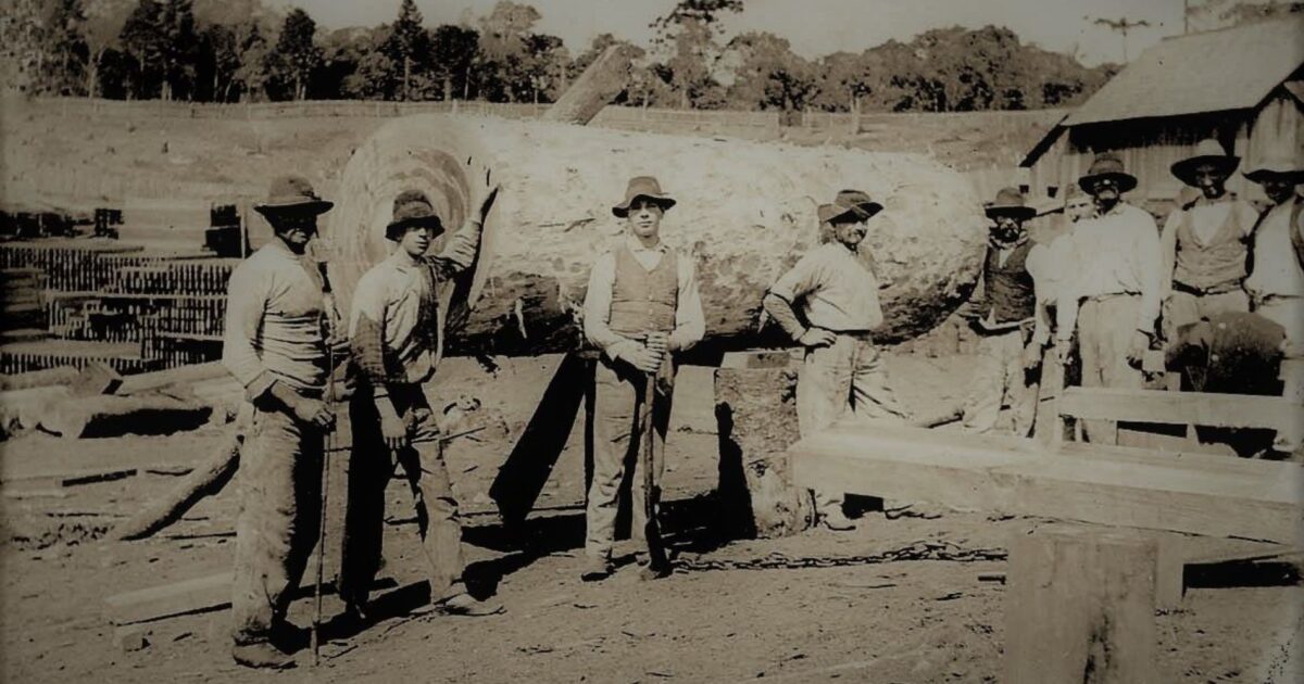 Eram gigantes que reinavam sobre a floresta