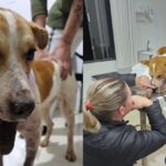 Grupo Força Animal pede ajuda para financiar tratamento de cachorrinho que foi vítima de bomba na área rural-1