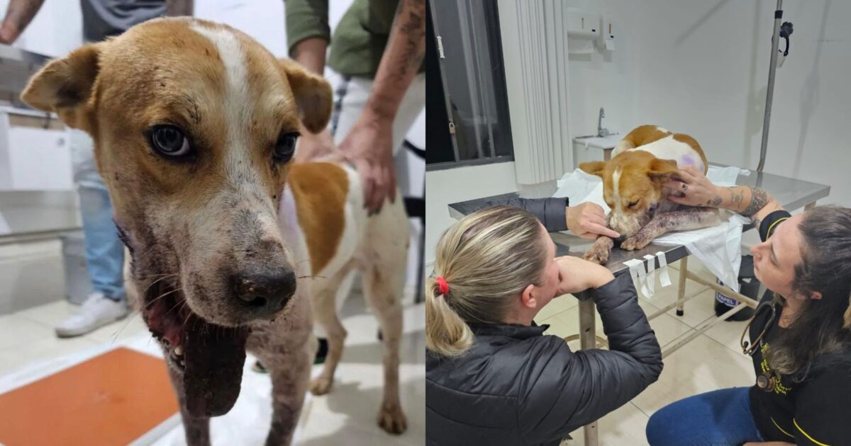Grupo Força Animal pede ajuda para financiar tratamento de cachorrinho que foi vítima de bomba na área rural-1