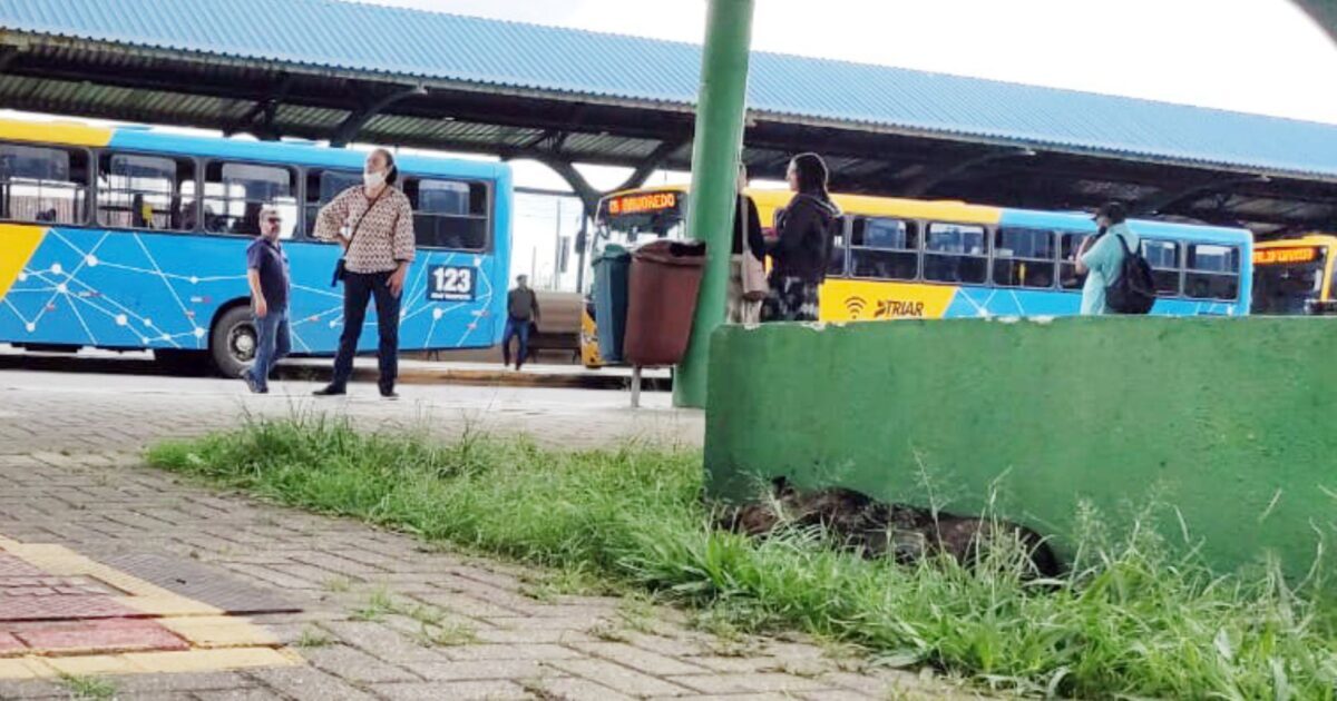 Moradora se revolta após ter sido atacada por cão que vive no terminal da Vila Angélica