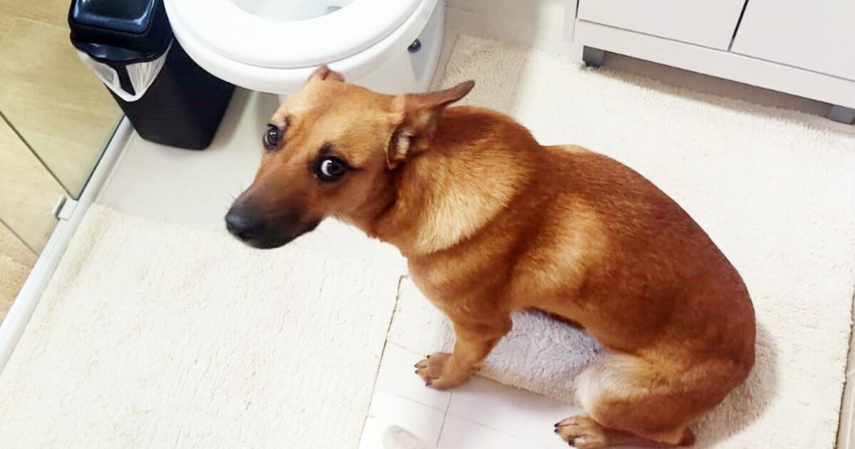 Tutores devem monitorar pets que costumam “frequentar” o banheiro da casa