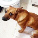 Tutores devem monitorar pets que costumam “frequentar” o banheiro da casa