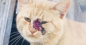 Unidade de Vigilância de Zoonoses explica o que é a esporotricose felina e como combater