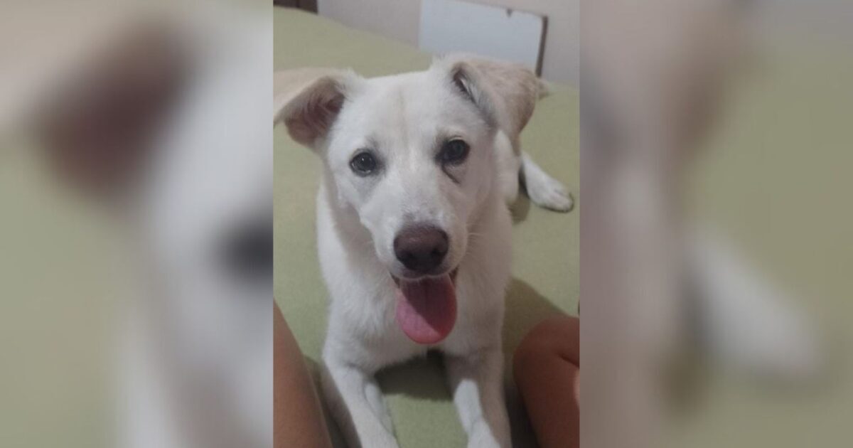 cachorria resgatada precisa de um novo lar