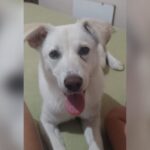 cachorria resgatada precisa de um novo lar