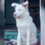Cachorrinha albina está desaparecida e família pede ajuda para encontrá-la