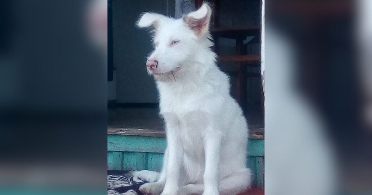 Cachorrinha albina está desaparecida e família pede ajuda para encontrá-la