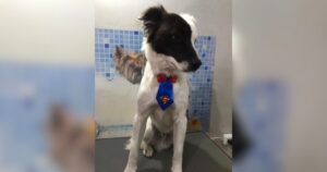 Cachorrinho Max está em busca de um novo lar