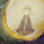 “Imagem de Nossa Senhora” aparece em tronco de árvores após podas