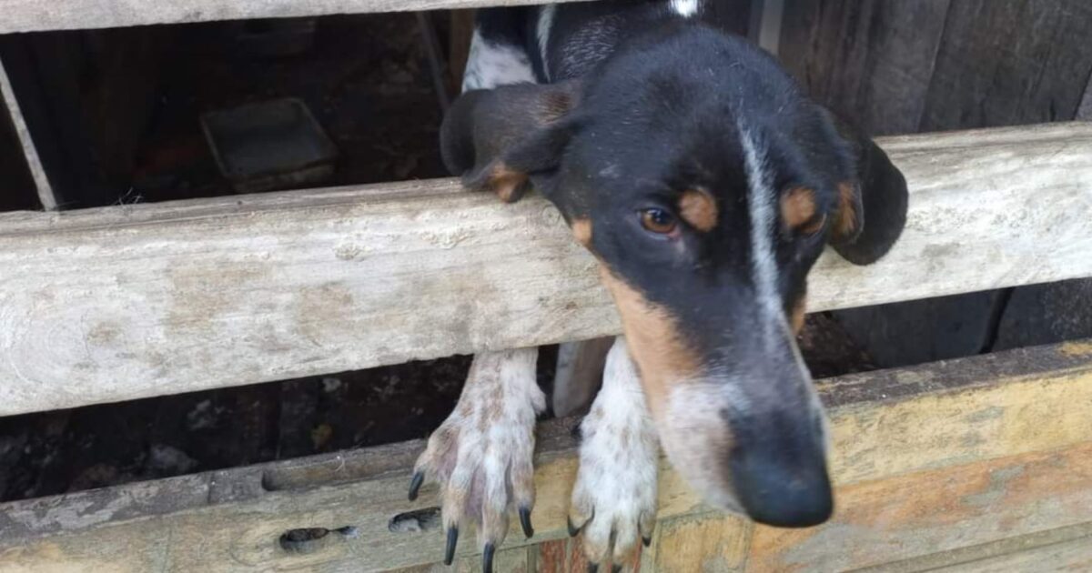 Delegacia de Araucária prende mulher que mantinha 12 cães em situação de maus tratos no bairro Costeira