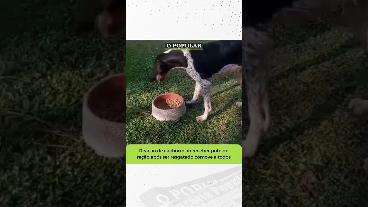 O registro foi realizado pela Polícia Civil de Araucária e mostra o estado em que o cachorro estava