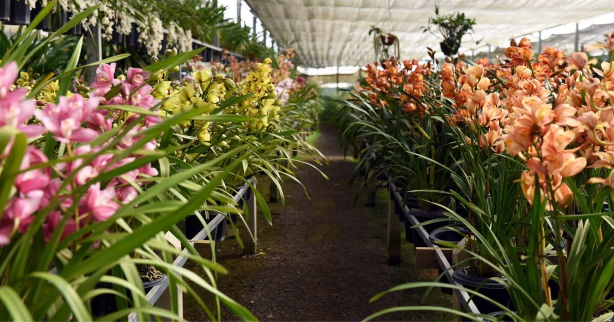Orquidário Cyulik promove feira na próxima semana_13