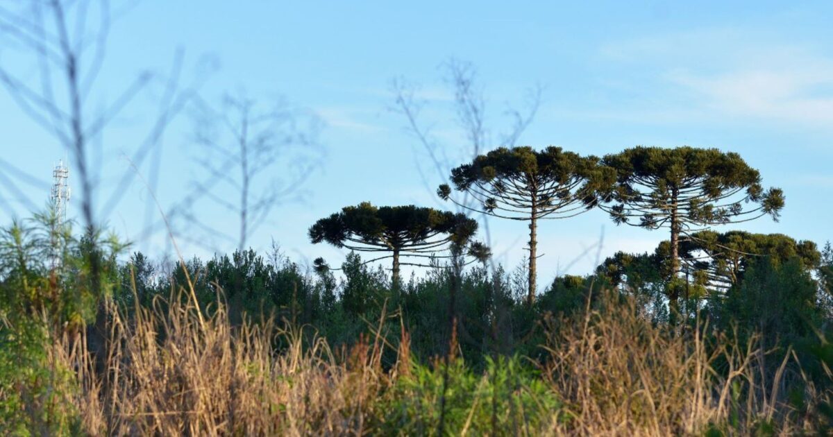 Primeira semana de julho marca céu claro e sem chuvas