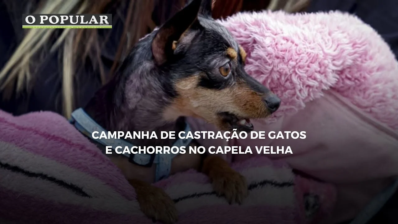 Campanha de castração de gatos e cachorros no Capela Velha