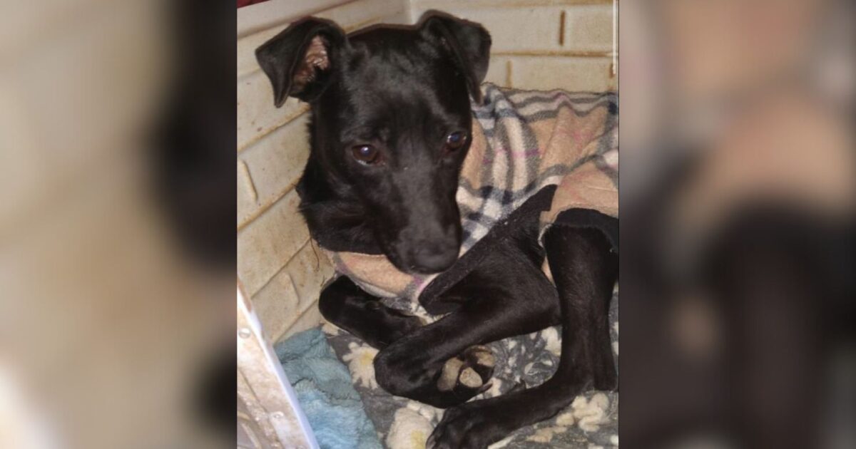 Cachorrinha que foi abandonada no bairro Thomaz Coelho precisa de doações para fazer tratamento
