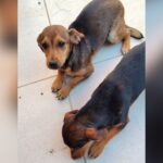 Cachorrinhas vira-lata misturado com “salsicha” estão à procura de um lar