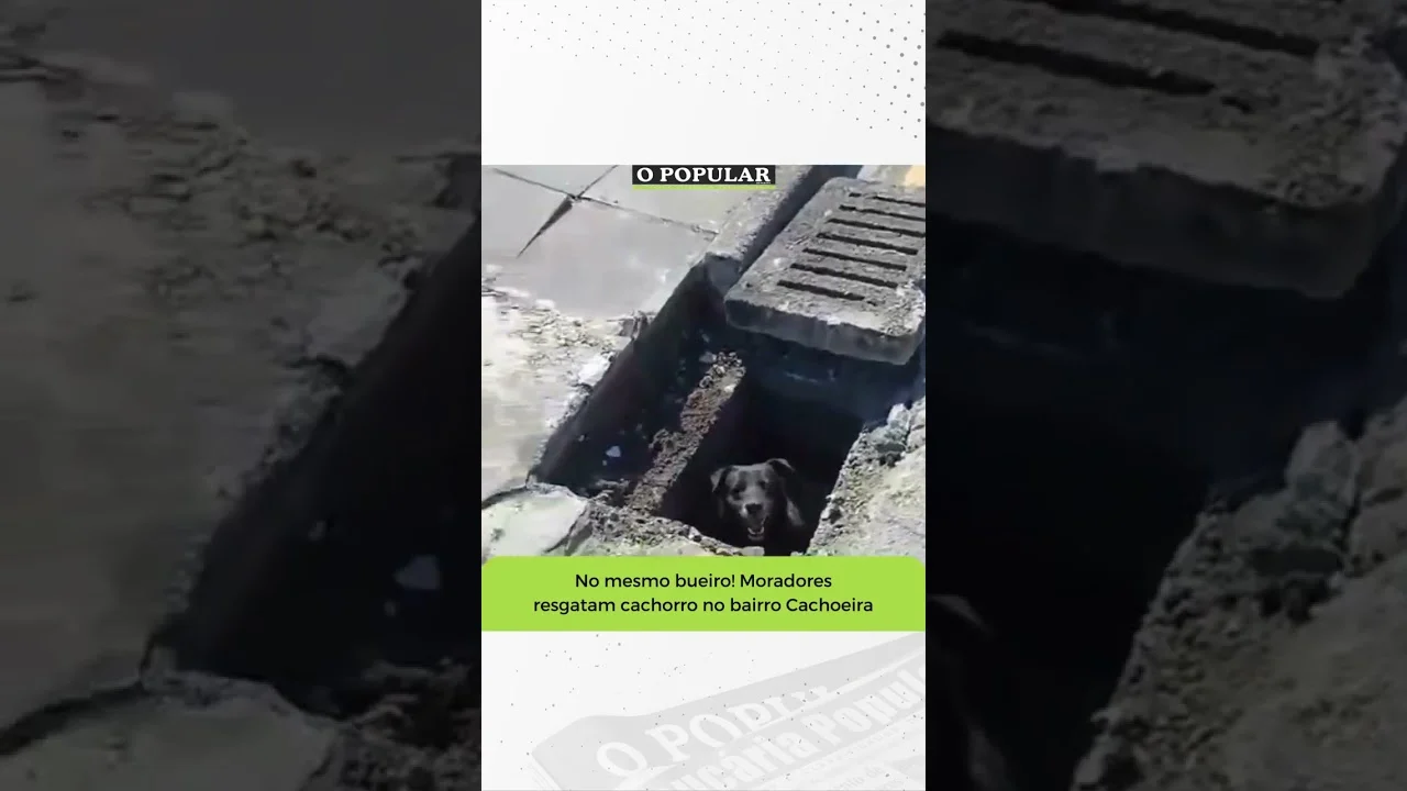 Na tarde desta quinta-feira (24) dois moradores de #Araucária resgataram um cachorro que estava pres
