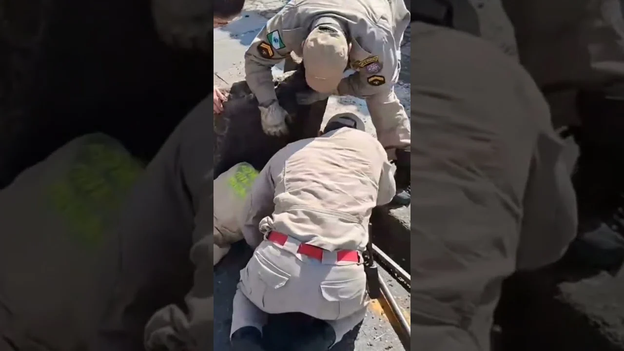 Veja o exato momento em que doguinho caramelo é resgatado por bombeiros após cair em galeria de água