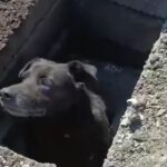 segundo-cachorro-resgatado-bueiro