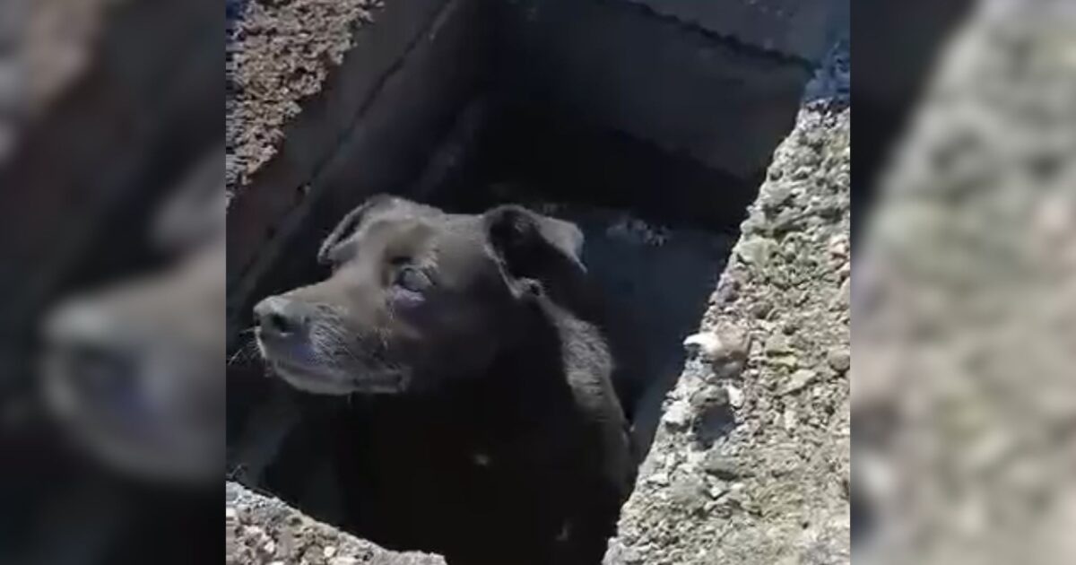 segundo-cachorro-resgatado-bueiro