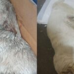 Cachorrinho resgatado após atropelamento no sábado precisa de ajuda para realizar seu tratamento