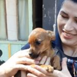 Cachorros são resgatados na área rural de Araucária