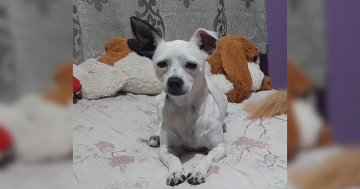 Desaparecida nesta sexta-feira 08 09 cadelinha Belinha foi encontrada pela dona, mas infelizmente sem vida