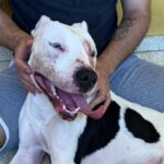 Pitbull é encontrada no bairro Costeria após se envolver em briga com outro cachorro