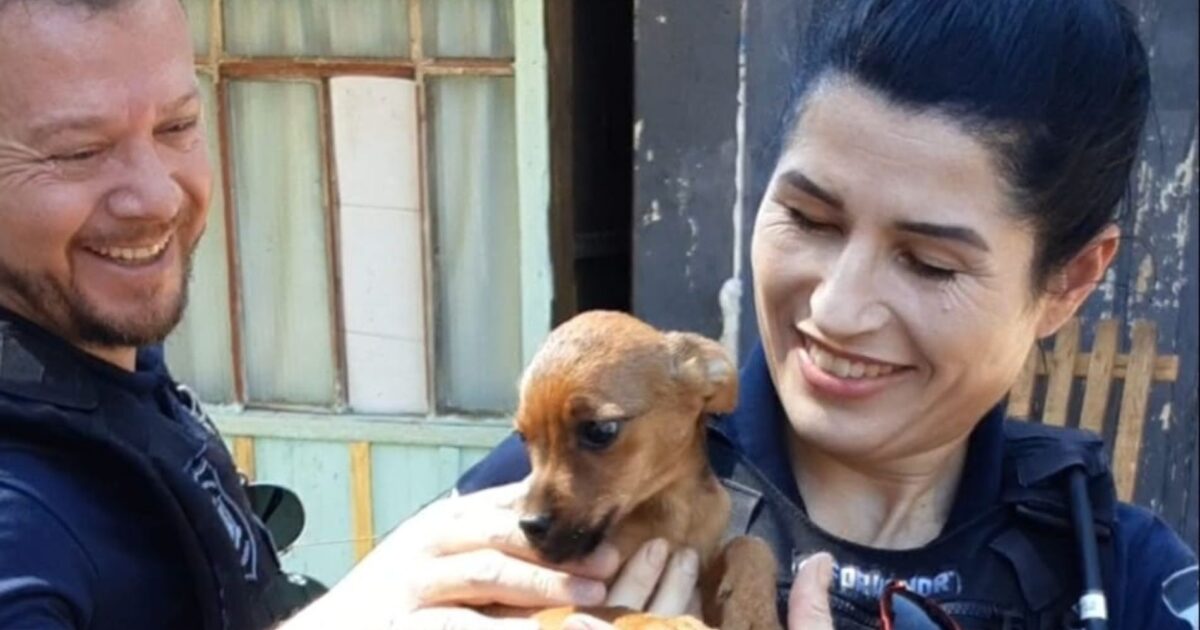 Sete cachorros foram resgatados na área rural e protetora pede ajuda com doações