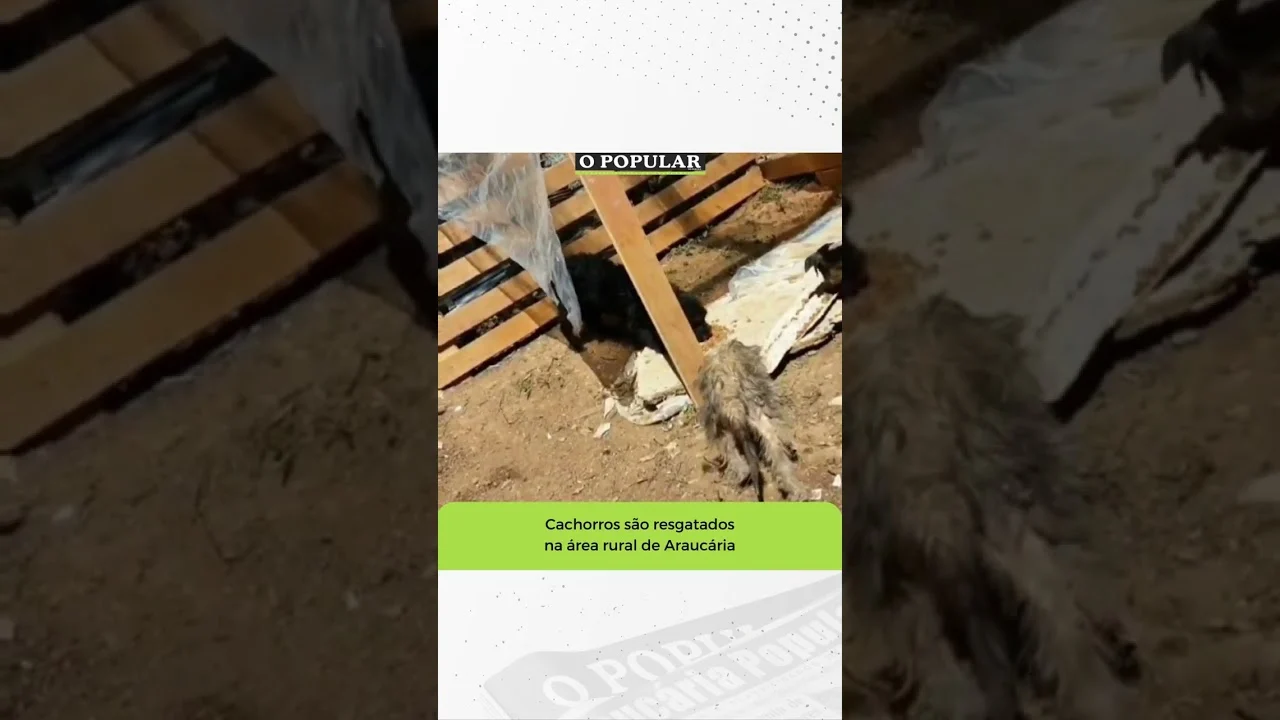 Na última segunda-feira (18/09) denúncias de maus tratos a animais foram feitas por um morador do Ti
