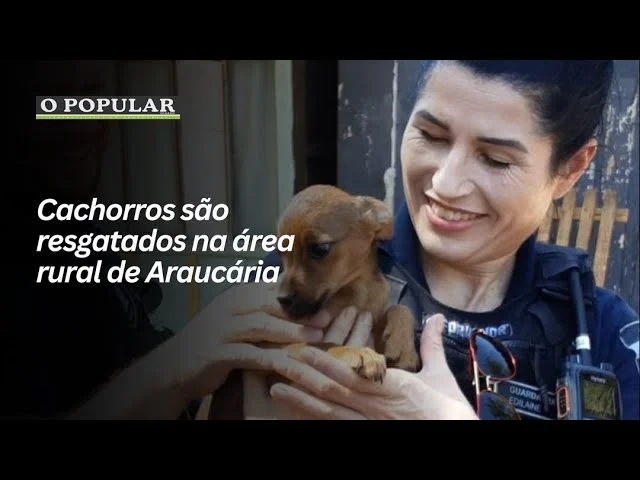 Cachorros são resgatados na área rural de Araucária