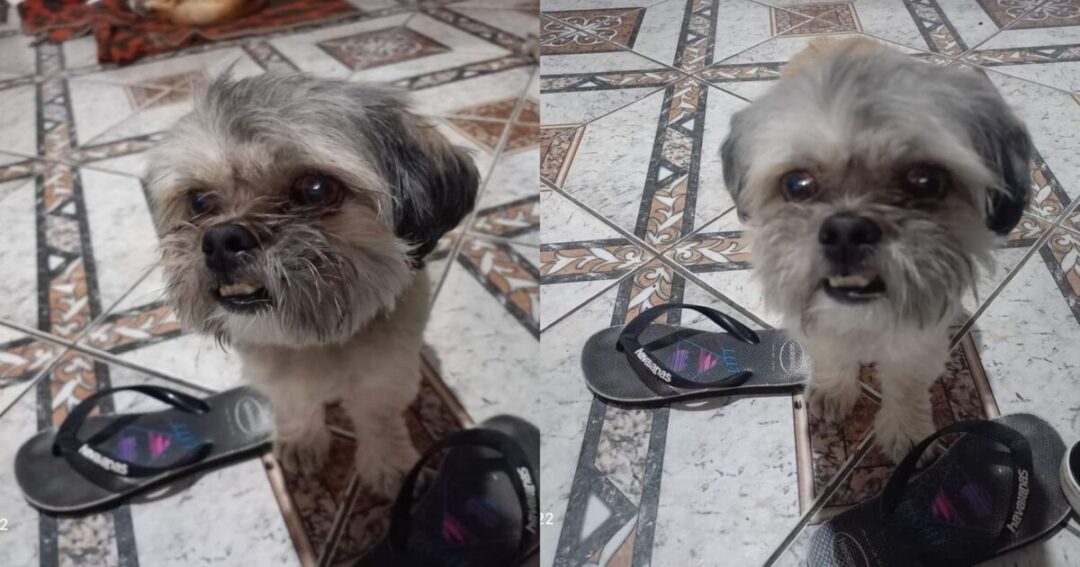 Cãozinho perdido é resgatado na Av. Independência e moradora pede ajuda para encontrar o dono