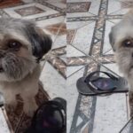 Cãozinho perdido é resgatado na Av. Independência e moradora pede ajuda para encontrar o dono