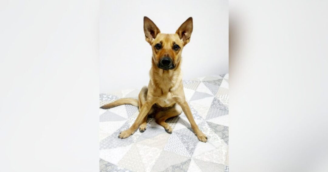 Cinomose: aumento no número de casos no Município preocupa veterinários