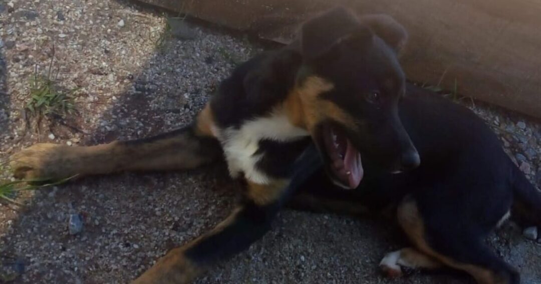 Ajude a encontrar o cachorrinho Tobi que sumiu no bairro Fazenda Velha