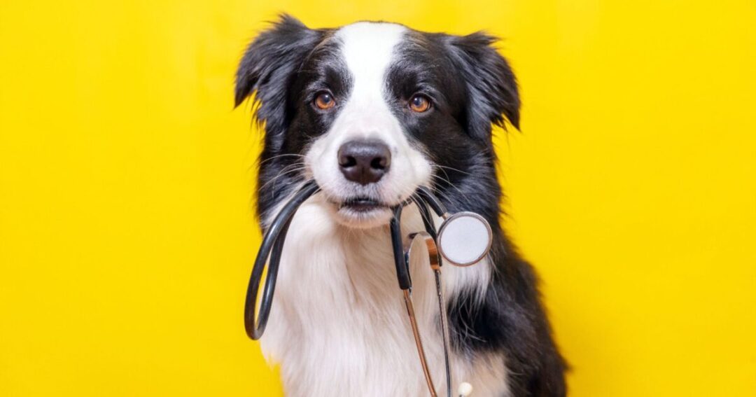Dia 16 de dezembro tem vacinação gratuita para cães no bairro Capela Velha