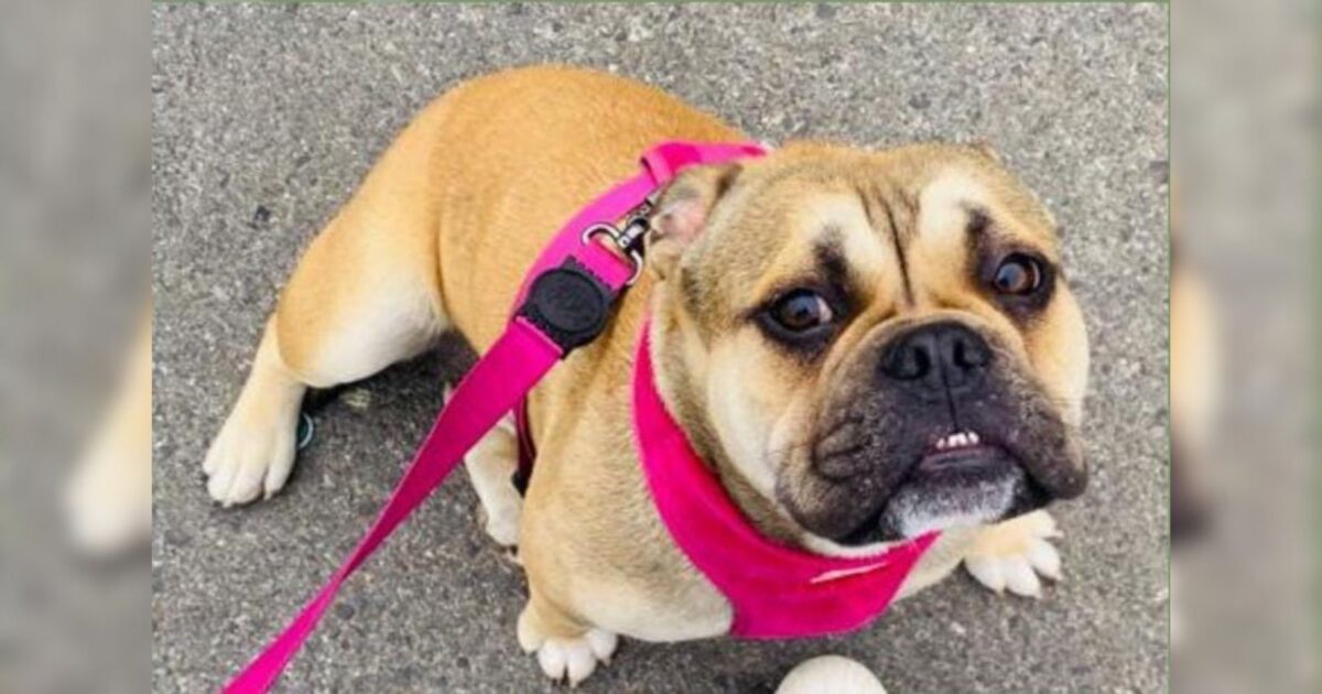 Família está à procura da cachorrinha Pandora que sumiu no Shangri-lá